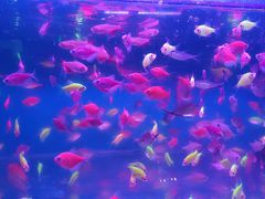 -双季花艺园艺市场(浦东店)