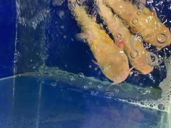 -袁小二大东北铁锅炖(吉祥村总部)