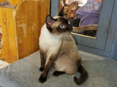 -more than meow吴止猫主题餐厅(承德 中船汇店)