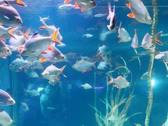 -芜湖新华联大白鲸海洋公园