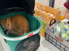 -伟伟宠物医院·CT影像中心·瑞派犬猫综合性门诊(汉口总院)