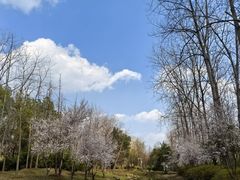 -合肥滨湖国家森林公园