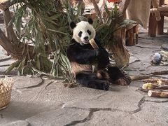 -泉州海丝野生动物世界