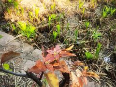 -南国桃园旅游度假区