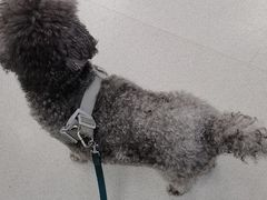 -中国农业大学动物医院