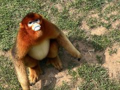 -西霞口神雕山野生动物世界