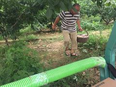 -小慧大桃观光采摘园