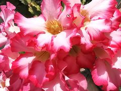 -北京植物园-展览温室