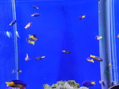 -海合安武汉极地海洋公园