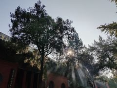-洛阳白马寺