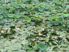 -深圳仙湖植物园