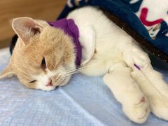 -爱侣宠医·鹦鹉专科·小型哺乳类·异宠专科(灵石路店)