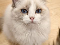 -有喵·猫咖·狗咖·30几只猫10只小狗(岗厦店)