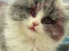 -瑞派康怡24h宠物医院·犬猫医疗中心·微创绝育(瑞景分院)