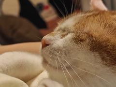 -凯瑞希宠物医院·狂犬免疫·微创·皮肤科
