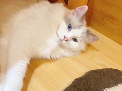 -滚猫咖啡·猫咖·猫友好撸猫(未来城店)