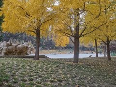 -元大都城垣遗址公园