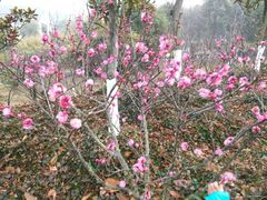 android_upload_pic-苏州环秀晓筑养生度假村