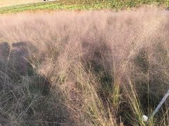 -光明小镇欢乐田园