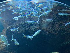 -石家庄海洋公园