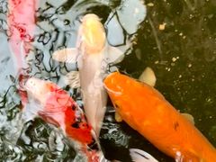 -上海大自然野生昆虫馆(东方明珠·爬宠昆虫探索中心)