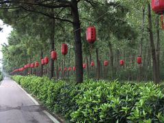 景点-合肥滨湖国家森林公园