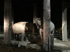 -清迈夜间动物园
