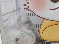 -瑞派康怡24h宠物医院·犬猫医疗中心·微创绝育(瑞景分院)