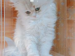 -猫十亿·布偶金渐层·曼基康矮脚猫舍(青年路店)