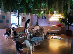 -Husky Go! 哈士奇体验馆·宠物咖啡厅狗咖