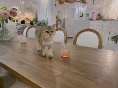-共舞时光猫咖·狗咖(新街口店)