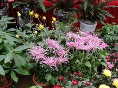 -秦美花卉(天朗·莱茵小城2期店)