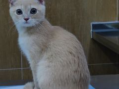 -瑞派名望24h动物医院异宠专科·猫专科·骨科·重症监护分院