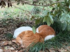 -灵顺寺