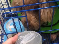 -福懋动物医院·犬猫全科·外科·重症科(杏林分院)
