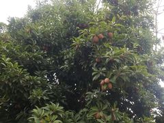 -广州神农草堂中医药博物馆