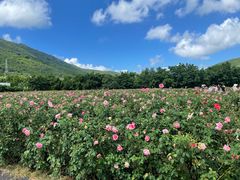-亚龙湾国际玫瑰谷