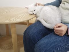 -李小姐の猫咖啡馆(五角场店)