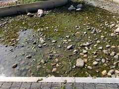 -武清南湖绿博园