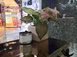 -YDO SALON