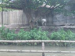 -上海野生动物园
