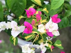 -中国科学院华南植物园