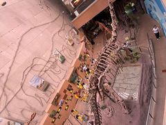 -陕西自然博物馆