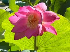 -莲花池公园