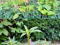 -广州神农草堂中医药博物馆