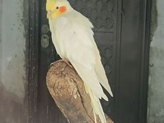 -青藏高原野生动物园