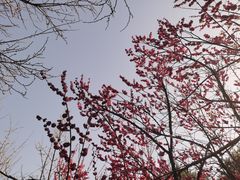 -洛阳市隋唐城遗址植物园
