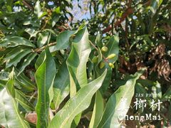 -美亭美榔姐妹塔