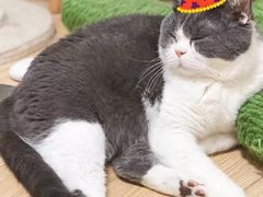 -飞行喵MR PILOT|猫舍·猫咖(静安大融城店)