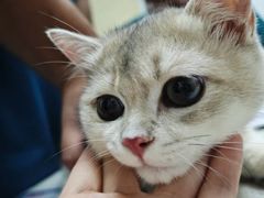 -宠颐生宠物医院·异宠猫科内科·诊疗中心宠巢店